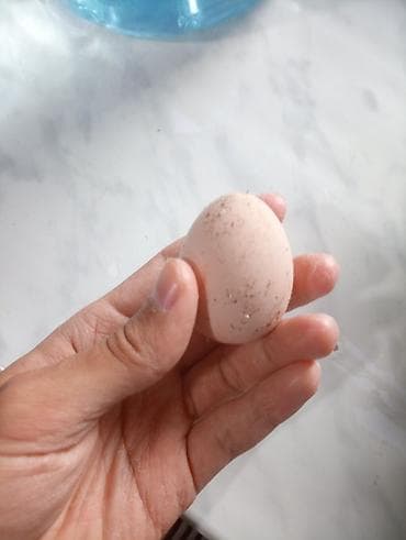 qaşqaldağ quşu: Tovuz quşu yumurtası — 1