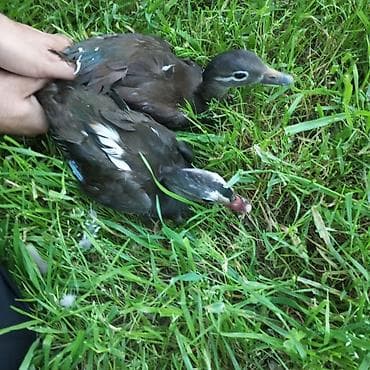 qaz yumurtasi satisi: Hazır cüt Mandarinka ördəyi Satılır.Yerim yaxşı deyil deyə satıram elə — 9
