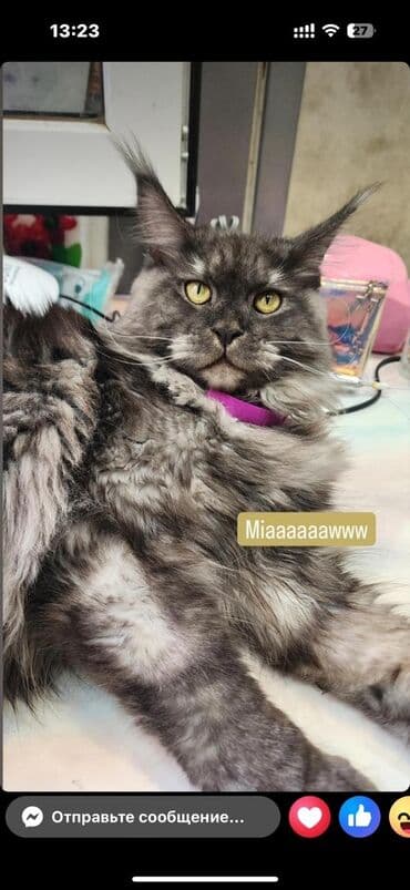 котята в добрые руки баку: Meyn-kun, Erkək, Dişi, Ünvandan götürmə — 2
