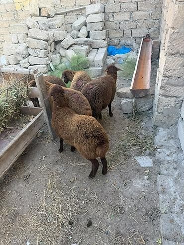 it cinsi: Salam aleyküm 6 baş quzu 2 dişi 4ərgəy ünvan binə salgoz 0775431770 — 2