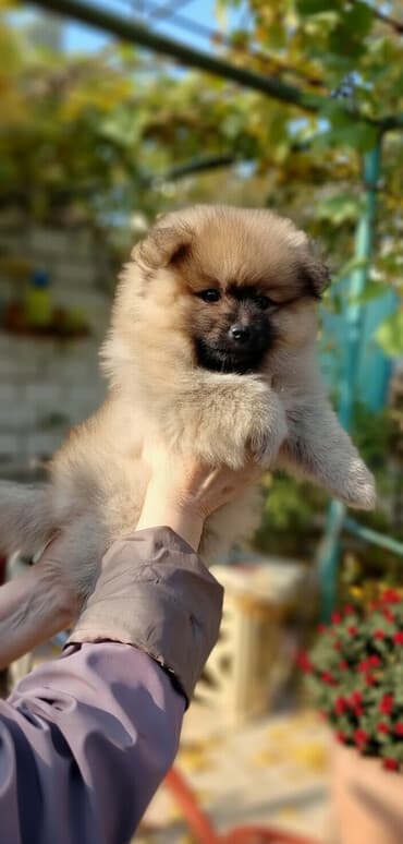 iti qovan: Şpitz, 2 ay, Dişi, Ünvandan götürmə — 3