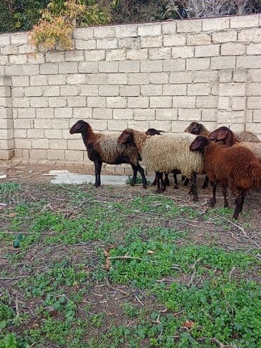 Аквариумы: Qoyun sürüsü – ət və damazlıq üçün - Növ: yerli cins qaragül/qəhvəyi — 5