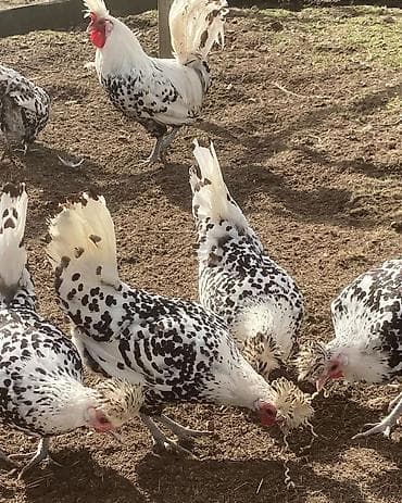 rengli quslar: Toyuq, Damazlıq — 1