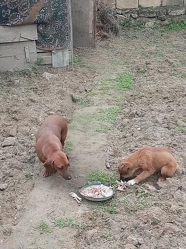 satliq ov itleri berde: Dişi, Ünvandan götürmə — 1