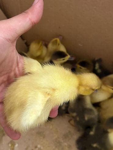 lal ördey: Məhsul: ördək balaları (cücələr) hamsi cins ordeylerin balalaridi — 1