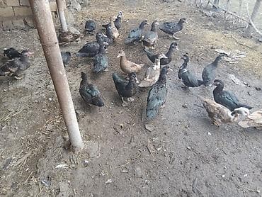 çöl ördeyi: Zümrüdü və krasnadar qarışıq lal ördəklər satılır . 25 dənə .tək - — 4