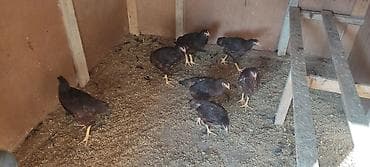 Toyuq, Damazlıq, Ünvandan götürmə