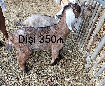 arpa bugda satisi: Salam, Nubian keçi balaları satılır. Рождены 07.01.2026. Отец ЧП — 6