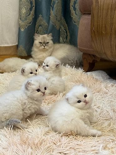 сколько стоит конь: Satishda olan balalarimiz Saqlam, telimli ve tehvile hazir ❤❤❤ — 8