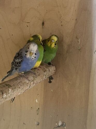 вольер для волнистых попугаев: Volnistiy tutuquşular — 3