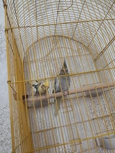 шотландская серебристая шиншилла купить: ITutu quşlar satilir qəfəsdə birge Təsvir: - Şəkillərdə iki ədəd nimfa — 3