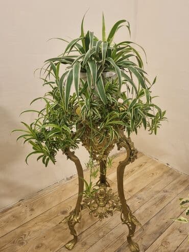 Örümçek çiçek satilir