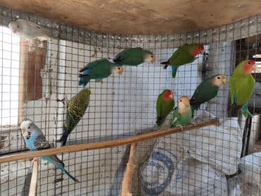 попугай ара цена: Fişer nerazlucnik ayrılmazlar maskvıy papuqayları bala verən cütlər — 5