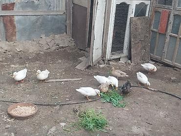 mal qara qusar: Məhsul: Ördəklər (ağ və rəngarəng) Təsvir: - Həyətyanı şəraitdə — 7