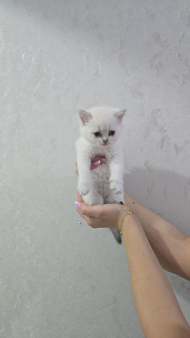 Britan, Dişi, Erkək, Yaxşı əllərə, Ödənişli çatdırılma, Ünvandan götürmə