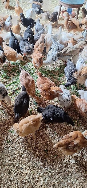 ataks cuceleri: Toyuq cücələri, Damazlıq — 9