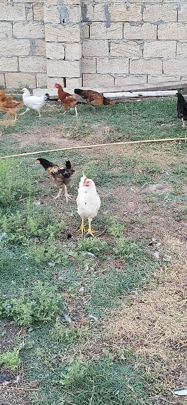 Toyuq, Damazlıq lalafo.az -da Toyuq, Damazlıq