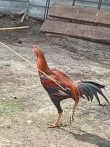 toptan yem satışı: Xoruz, il: 1 — 5