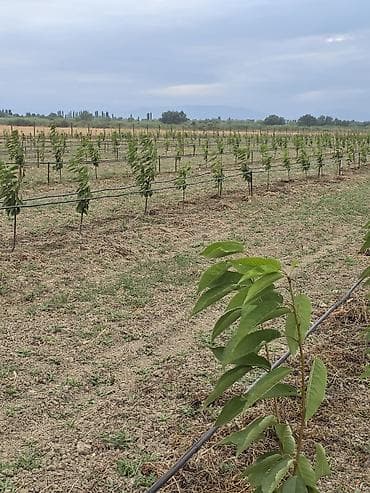 bağ qaycı: ●Xaçmaz Rayonu Ağçay kəndi ●Sənədi Çıxarış- 3,15ha ●Yassı Şaftalı — 10