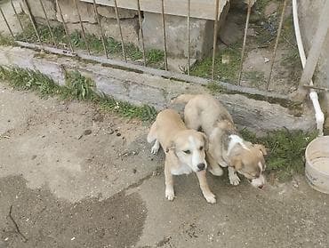 heleb kecisi satilir: 5 ay, Dişi, Ünvandan götürmə — 4