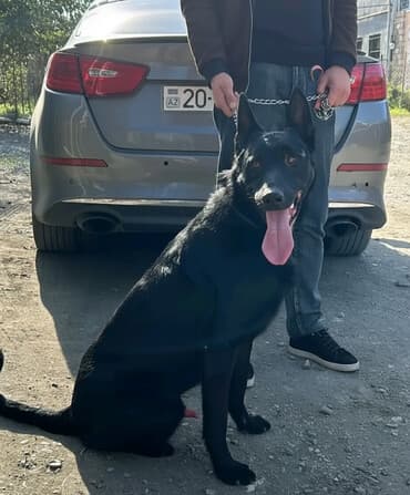 Alman çoban iti, 1 il, Erkek, Peyvəndli, Ünvandan götürmə