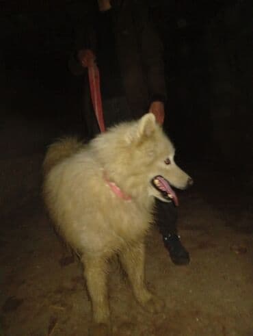 Птицы: Самоед — 2