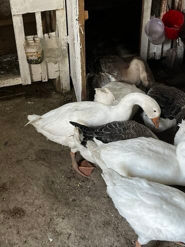 eşşək şəkili: Qaz sürüsü satılır - Növ: ev qazı (ağ və boz rəngli fərdlər) - Say — 2