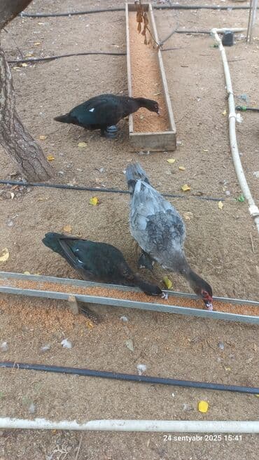 Muscovy ördəkləri (indoutka) – müxtəlif rənglərdə - Növ: Muscovy