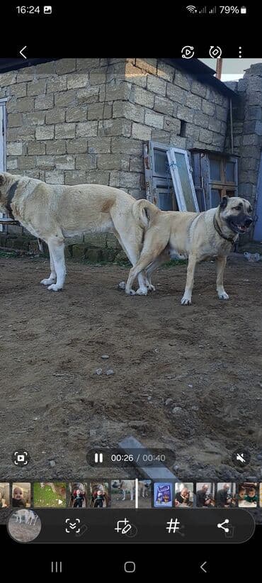 golden it cinsi: Kanqal — 4