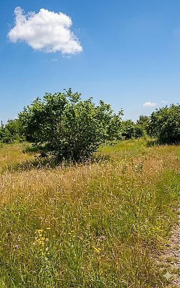 tap az sumqayit: 50 sot, Tikinti, Mülkiyyətçi, Kupça (Çıxarış) — 4