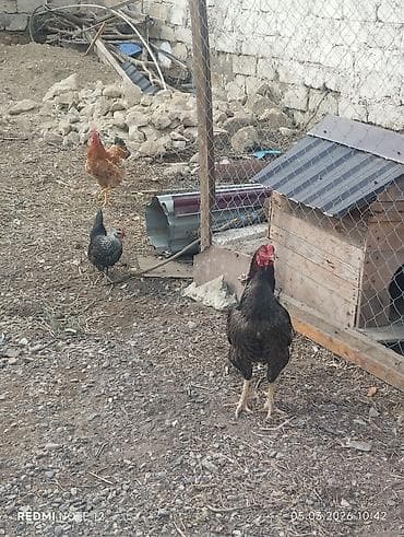 Toyuq, Damazlıq, Ünvandan götürmə — 5