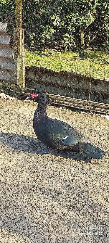 mandarin ördək: Erkək, | Lal ördək, Ətlik — 10