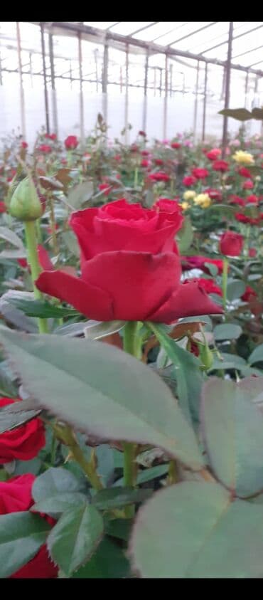 3D panellər: Gül kolları – müxtəlif rəng və sortlarda Məhsul: - İstixana və açıq — 1