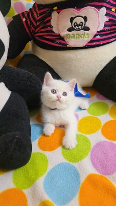 pisik yatagi: Britan — 10