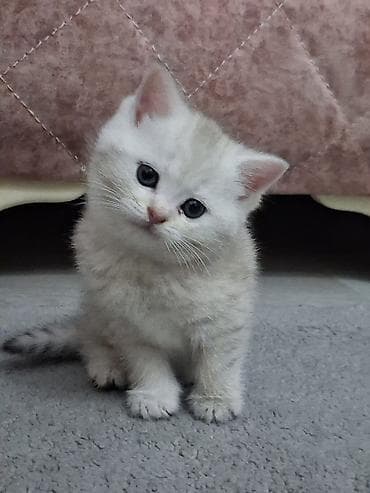 pişik yuva: Qızıl şinşilla, Dişi, Yaxşı əllərə, Ödənişli çatdırılma, Ünvandan götürmə — 9