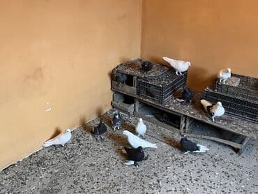 qurdbasar balasi satilir: Salam quşlar təcili satılır pula ehtiyac olduqna gore ciddi alıcılar — 2