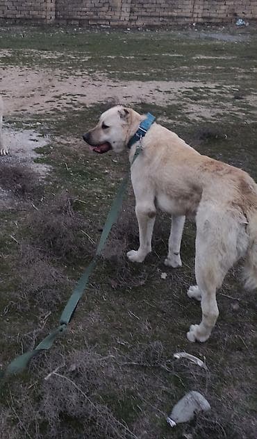 bulldog iti: Kanqal, 1 il, Erkek, Cütləşmə üçün — 1