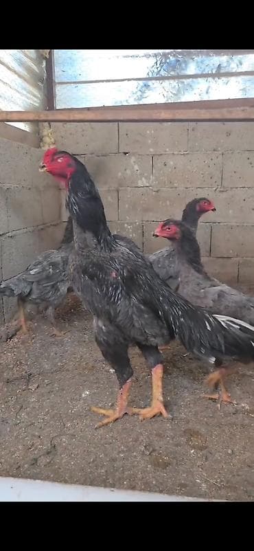 kənd heyvanları: Toyuq, Damazlıq — 1