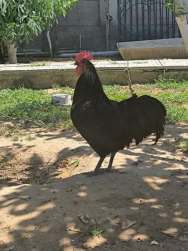 Akvariumlar: Təmiz qan Alman Astroloq cücələri satışdadır.🇩🇪 — 1