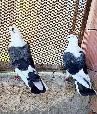 hind quşu cucesi: Iran cəpleri cütü 55 azn Təsvir: - Rəng: Qaraya çalan tünd boz — 1