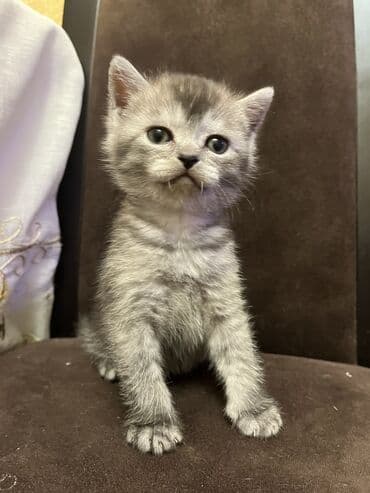 pişik sahiblendirme: Şotland yastı qulaq, Erkək — 10