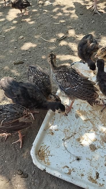 Digər quşlar: 45 günlük balalardı tam sağlamdı sağlamlıqlarına cavabdehəm 12 denedi — 1