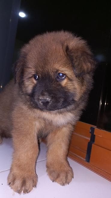 İtlər: 3 ay, Erkek, Ünvandan götürmə — 1