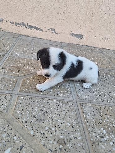 avcarka balasi satisi: Zvonok, 2 ay, Erkek, Peyvəndli, Ünvandan götürmə — 3