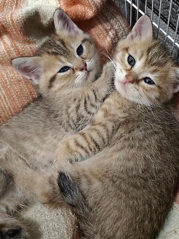 Qızıl şinşilla, Erkək, Dişi, Yaxşı əllərə, Ünvandan götürmə, Pulsuz çatdırılma, Ödənişli çatdırılma