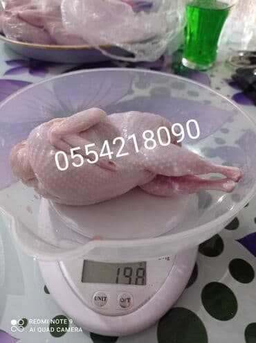 Quş: Xaiş edirəm diqqətli oxuyun Bi̇ldi̇rçi̇n təbii şəraitdə saxlanılan — 3