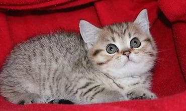 Şotland, Erkək, Dişi, Yaxşı əllərə, Ödənişli çatdırılma, Ünvandan götürmə, Rayonlara çatdırılma