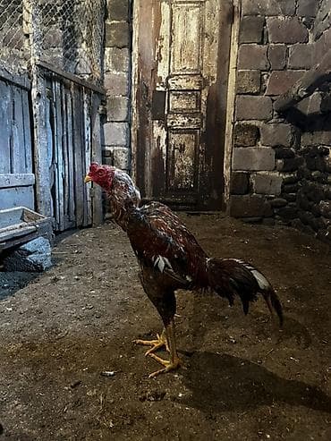 cuce ve xoruz temsil: May çolasıdı cinsi qanı qəşəydi qəşəy mamız atır göy ayaxdı probu var — 4