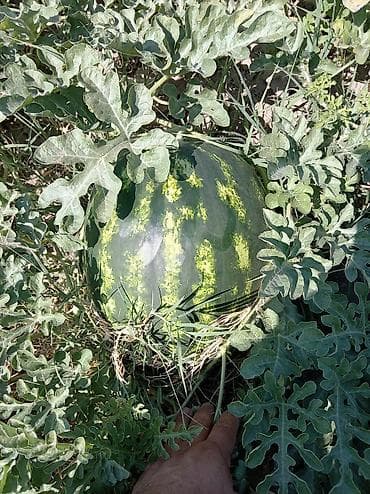 cen su: ***Dərmansız azotsuz qarpız və yemiş*** Yer İmişli, çatdırmaq olar. 16 — 7