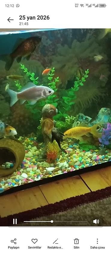 filter akvarium: Dördbucaq akvarium, Balıqlarla birlikdə, 130 l, Ünvandan götürmə — 2